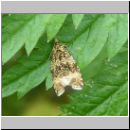 Loxoterma lacunana - Wickler 01.jpg